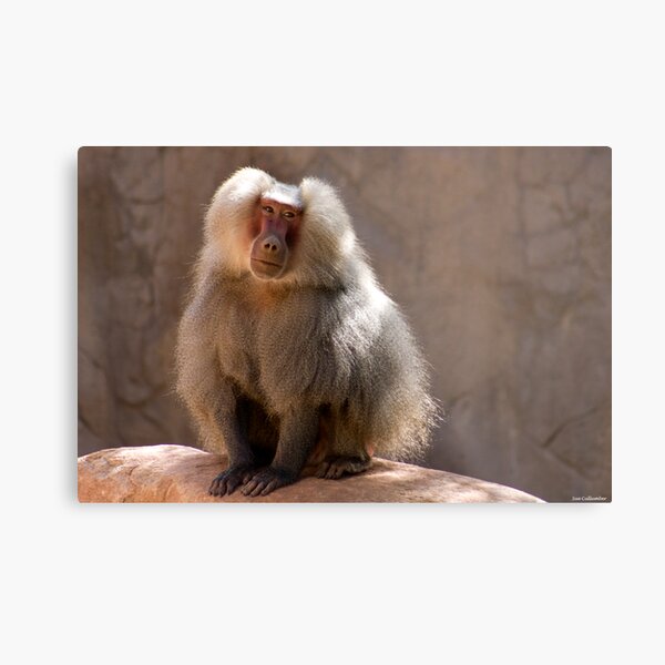 Handsome Metal Print