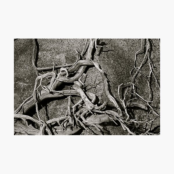Item preview, Roots on Rock - Black & White designed and sold by David Galson.