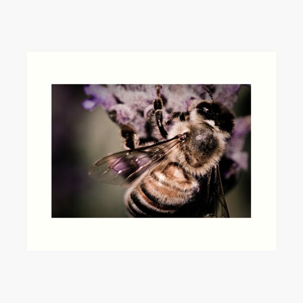 Lavender Landing Art Print