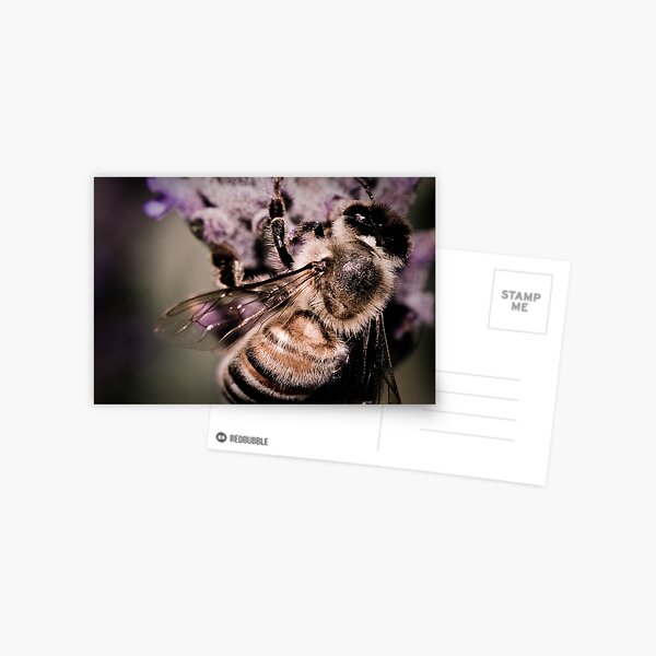 Lavender Landing Postcard