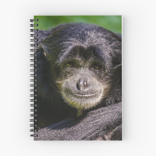Artikelvorschau, Siamang Gibbon posiert entworfen und verkauft von photosbygemmad.