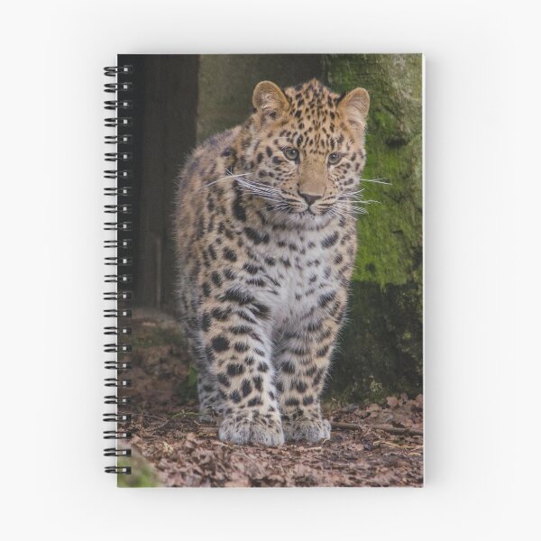 Item preview, Amur leopard posing designed and sold by photosbygemmad.