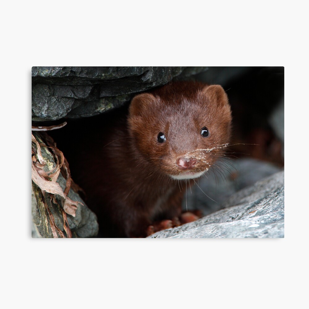 Sandy Whiskers, Soulful Eyes Canvas Print