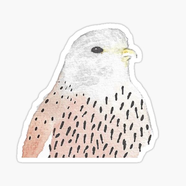Watercolor Male Kestrel Sticker