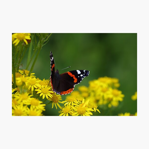 Red Admiral Butterfly Photographic Print