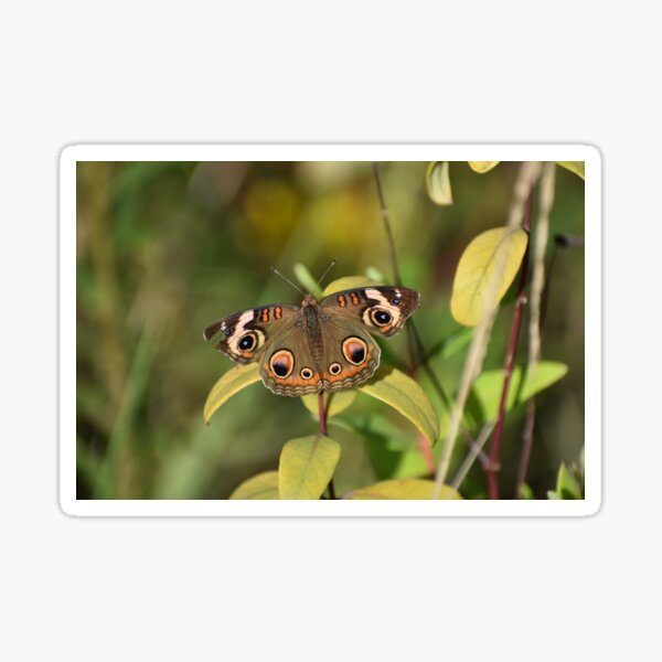 Item preview, The beauty of a Buckeye Butterfly designed and sold by Tonia Delozier's Photography .