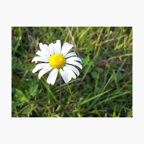 Item preview, White Daisy designed and sold by Seth LaGrange.