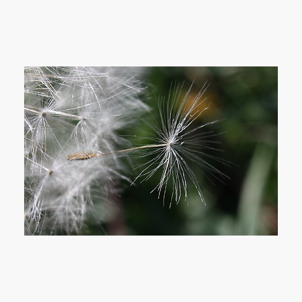 The outsider: leaving the nest Photographic Print