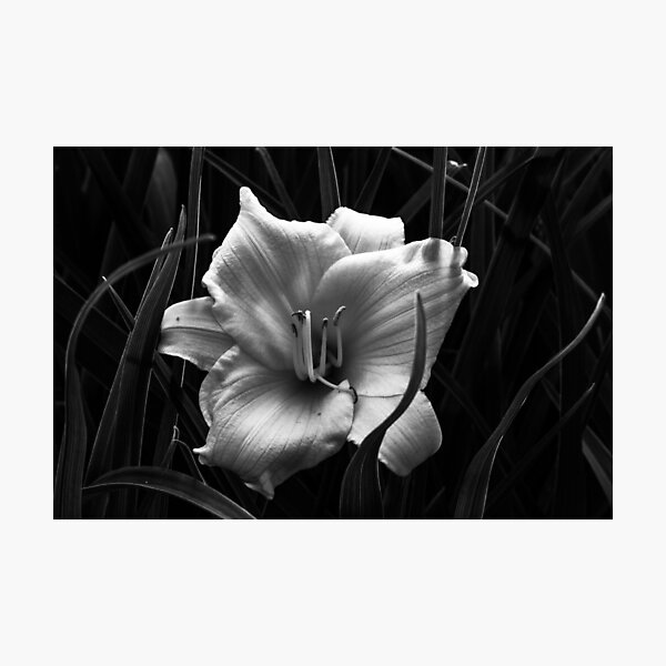 Black and White Flower Photographic Print