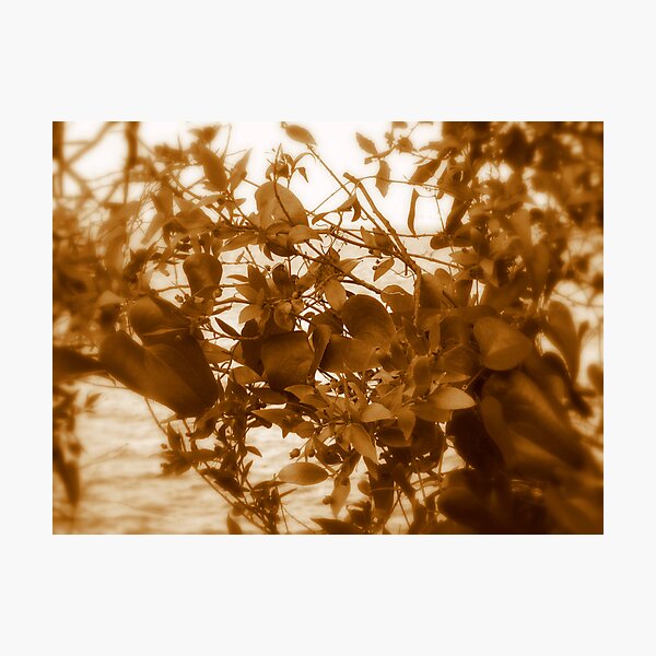 Photographic Print