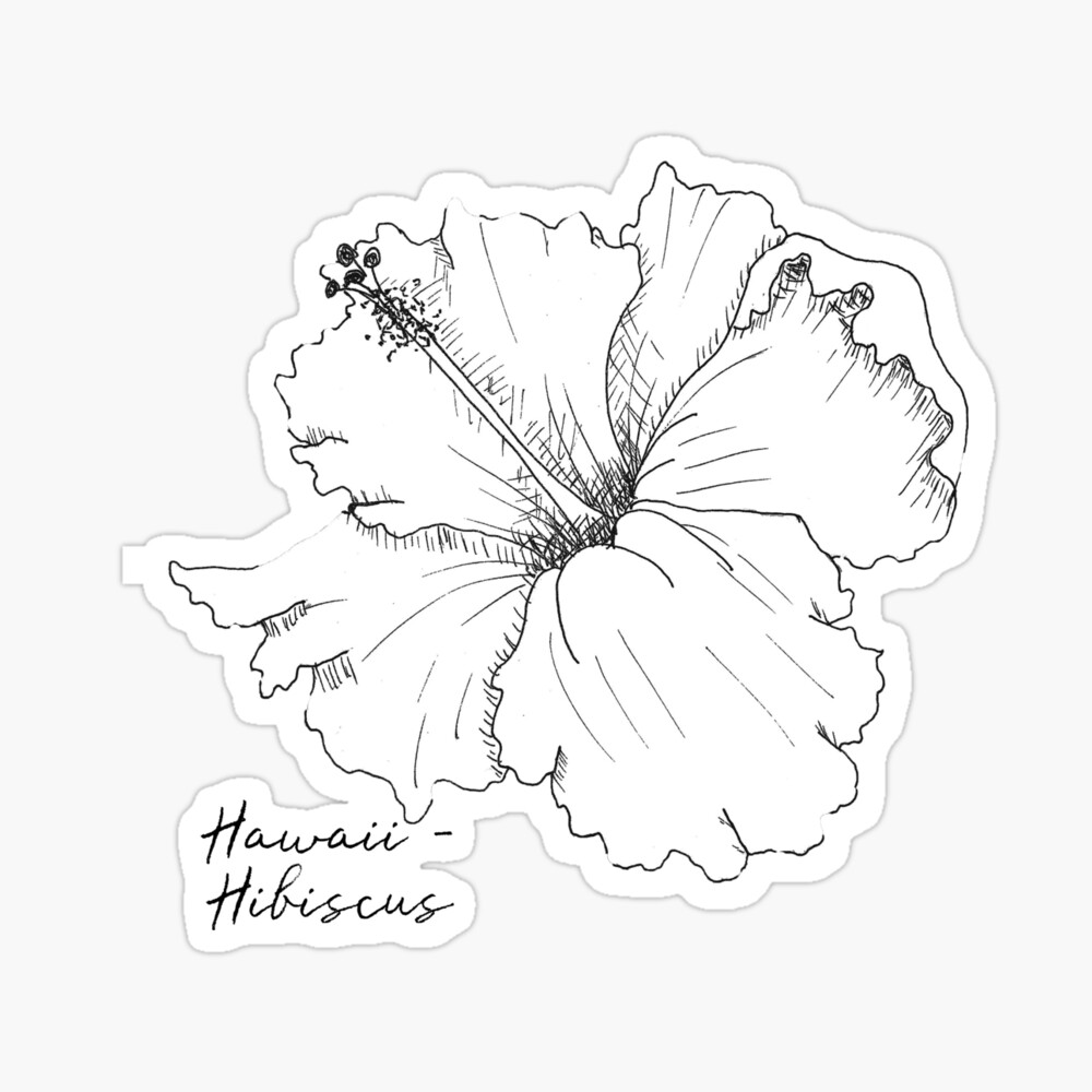 Premium Vector | Hibiscus flower drawing illustration