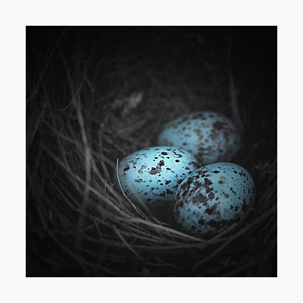 Nest of 3 Photographic Print