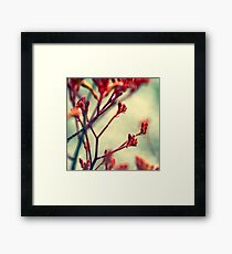 Kangaroo Framed Print