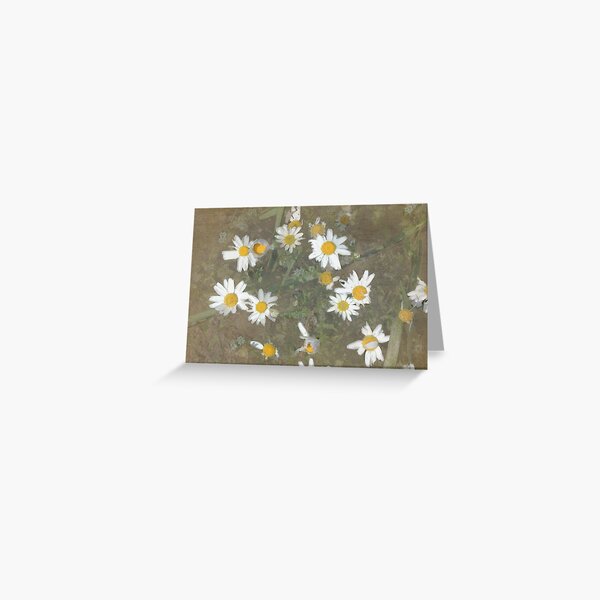 DaisyLand Greeting Card
