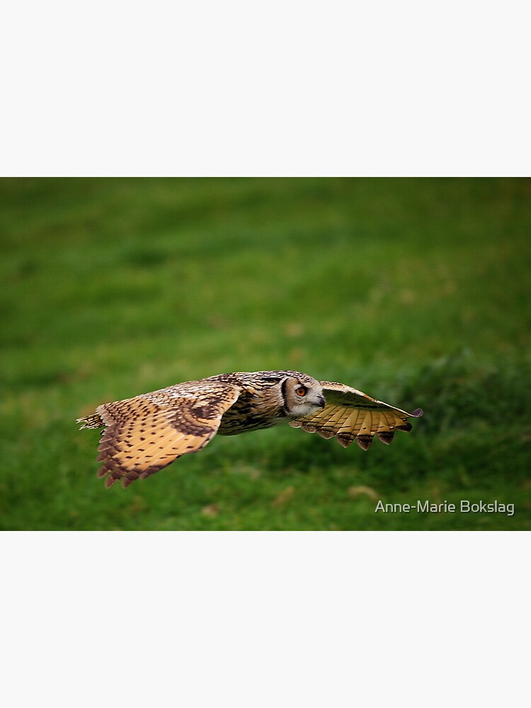 Rock Eagle Owl by amb1946