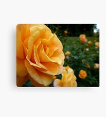 Peach Rose Canvas Print