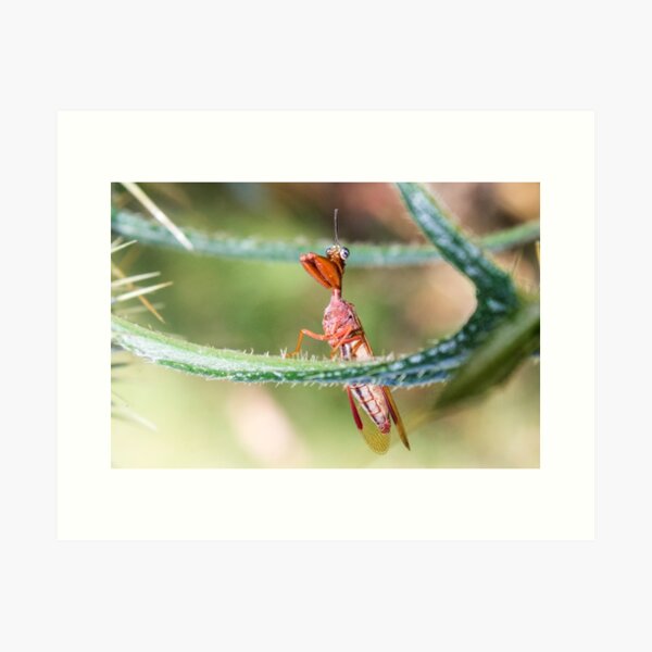 Buggy Art Print