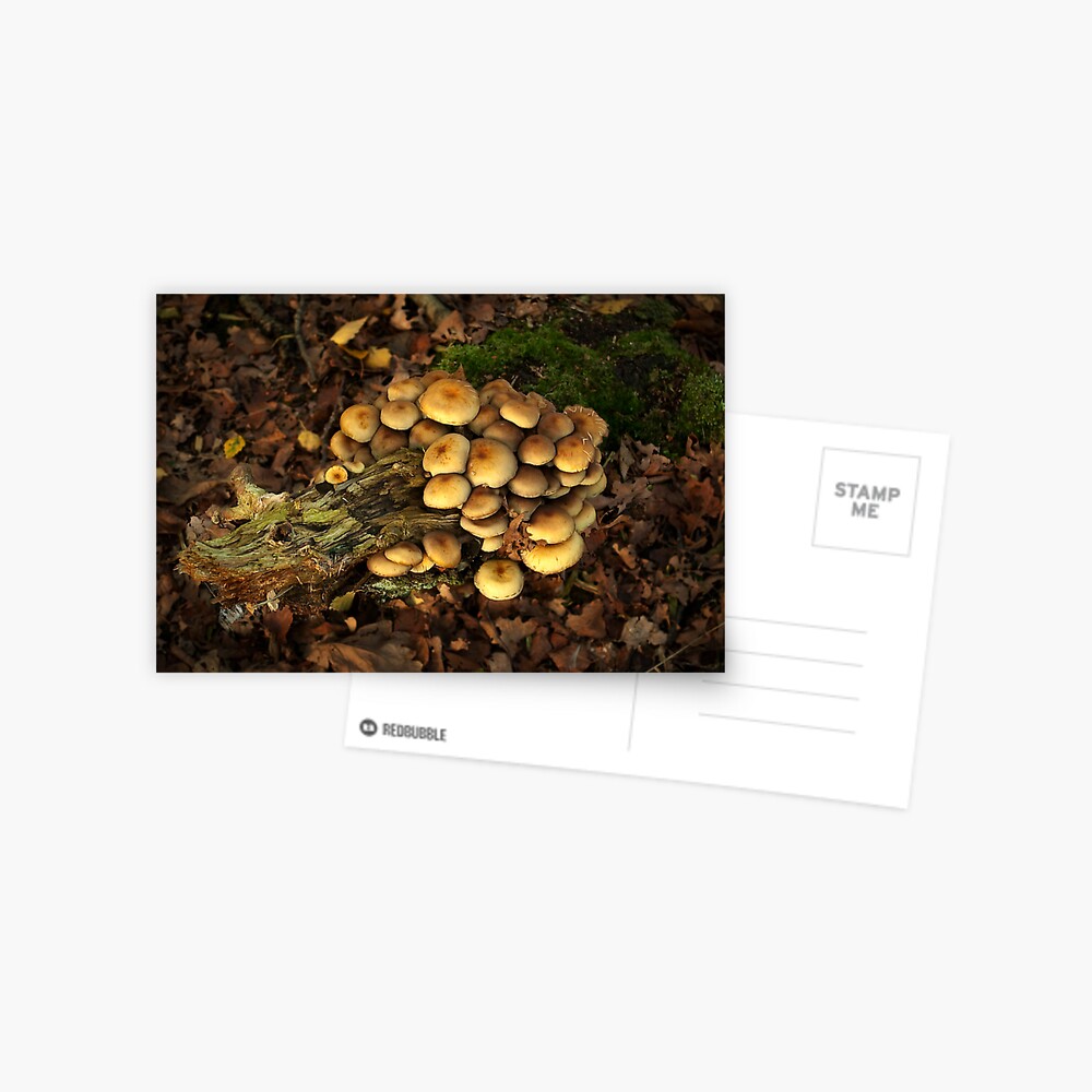 Item preview, Postcard designed and sold by steppeland.