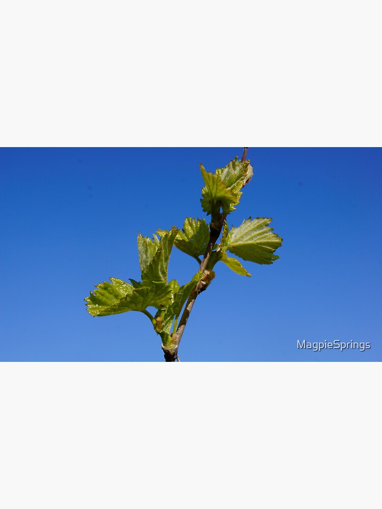 Thumbnail 3 of 3, Sticker, Budburst in the Vineyard - Magpie Springs - Adelaide Hills Wine Region - Fleurieu Peninsula - Winery designed and sold by MagpieSprings.