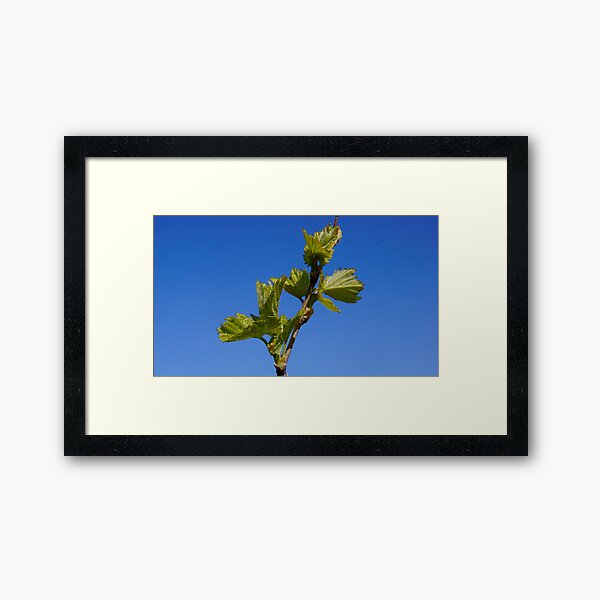 Budburst in the Vineyard - Magpie Springs - Adelaide Hills Wine Region - Fleurieu Peninsula - Winery Framed Art Print