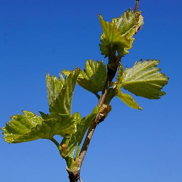 Artwork thumbnail, Budburst in the Vineyard - Magpie Springs - Adelaide Hills Wine Region - Fleurieu Peninsula - Winery by MagpieSprings
