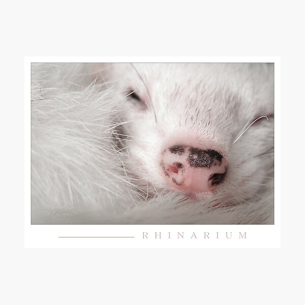 Rhinarium Photographic Print