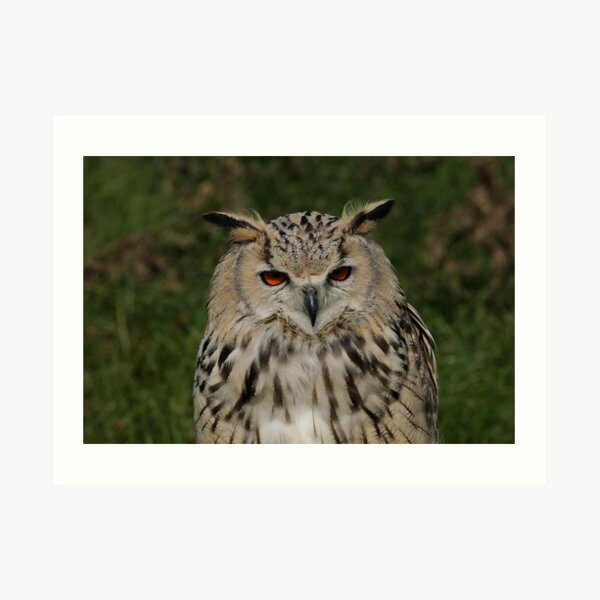 Portrait of a Siberian Eagle Owl Art Print