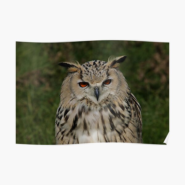 Portrait of a Siberian Eagle Owl Poster