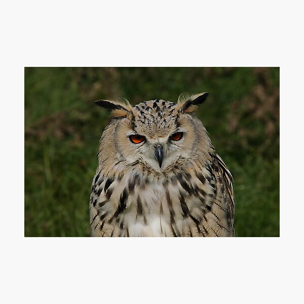 Portrait of a Siberian Eagle Owl Photographic Print