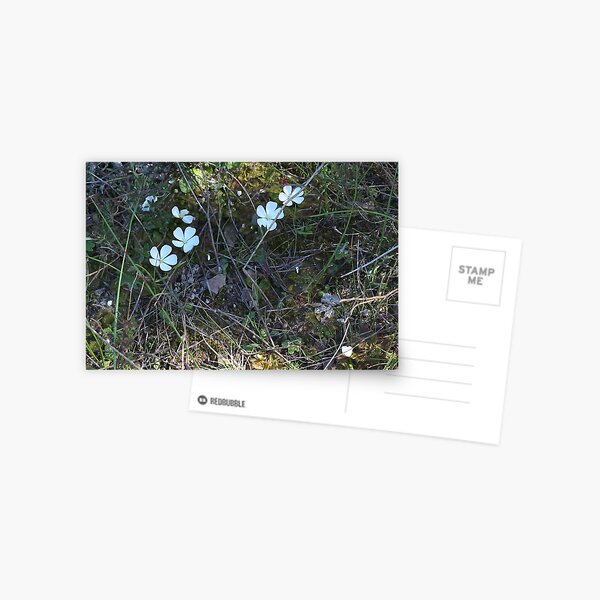 Sundew Postcard