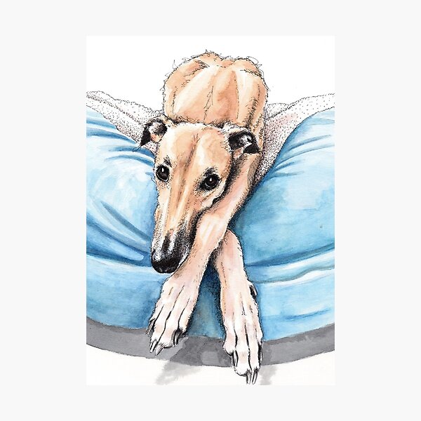 Galgo en cama azul Lámina fotográfica
