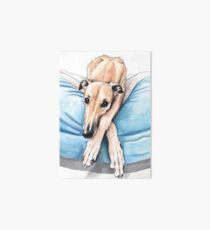 Greyhound on blue bed Art Board Print
