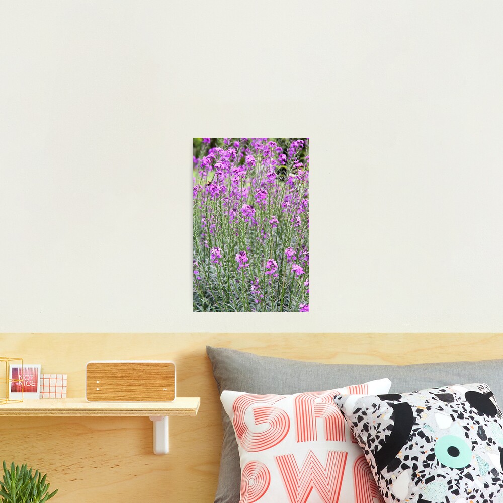Purple In Hyde Photographic Print