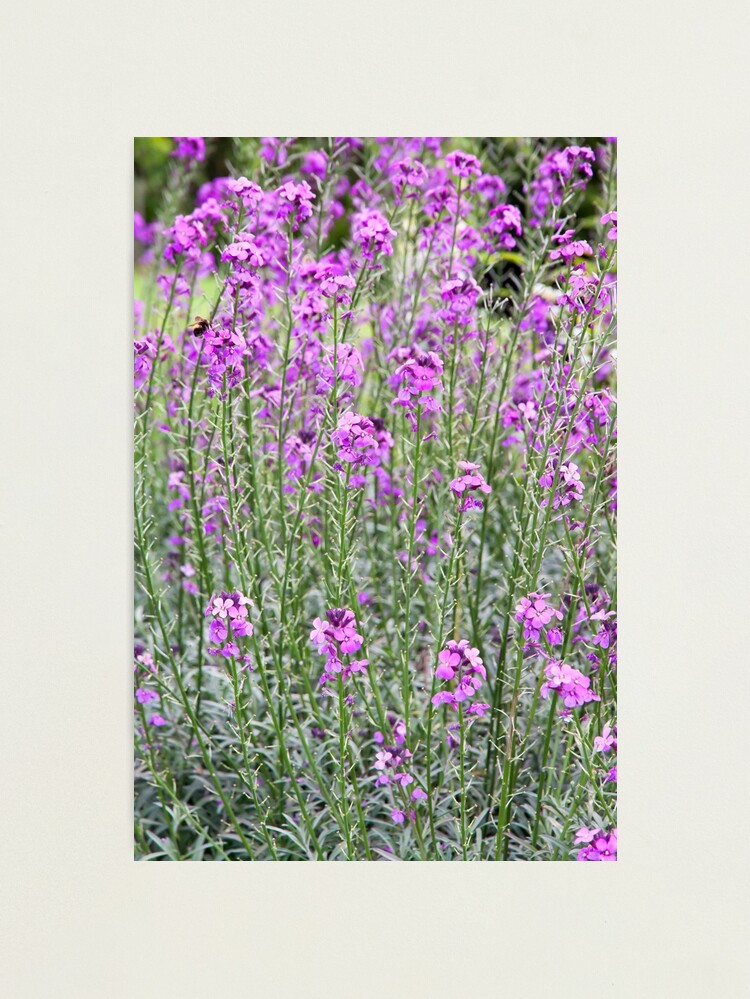 Alternate view of Purple In Hyde Photographic Print