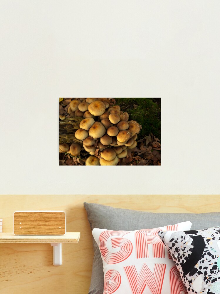Thumbnail 2 of 3, Photographic Print, Close Together designed and sold by steppeland.