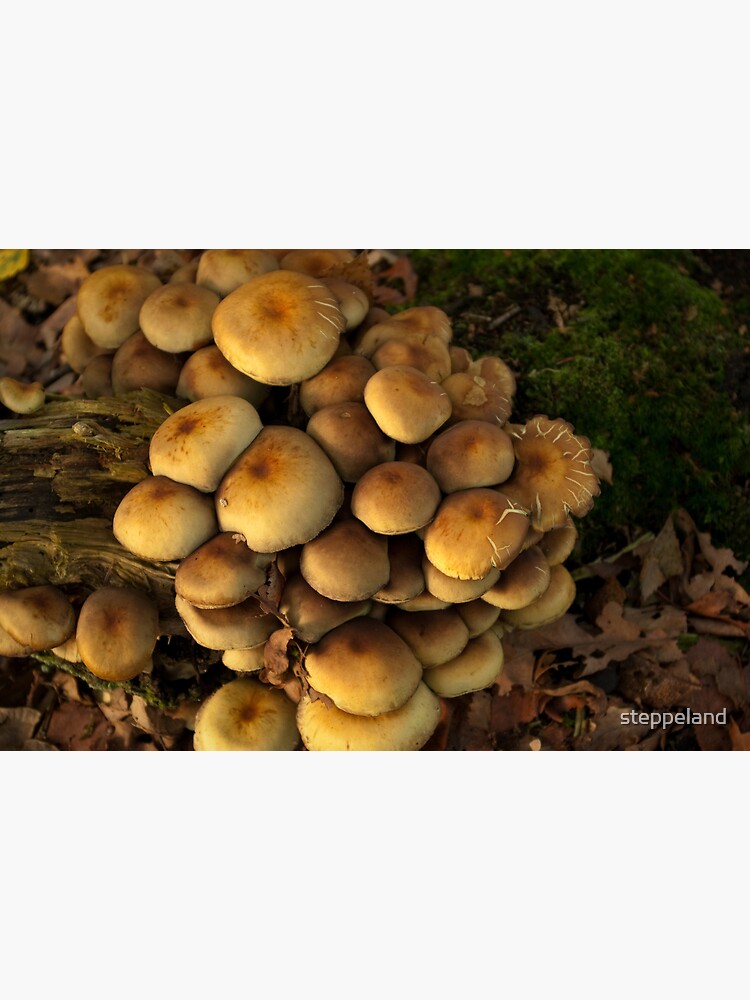 Thumbnail 3 of 3, Photographic Print, Close Together designed and sold by steppeland.
