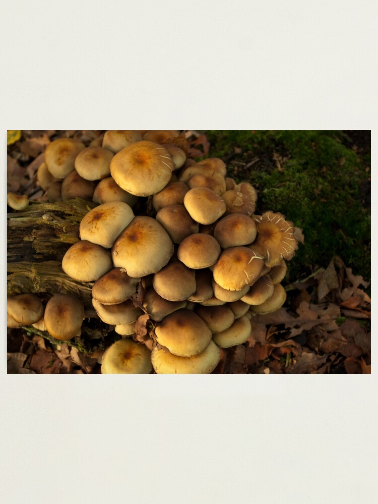 Thumbnail 1 of 3, Photographic Print, Close Together designed and sold by steppeland.
