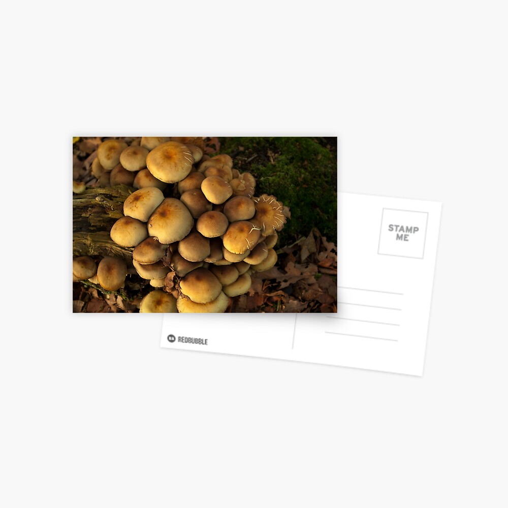 Item preview, Postcard designed and sold by steppeland.