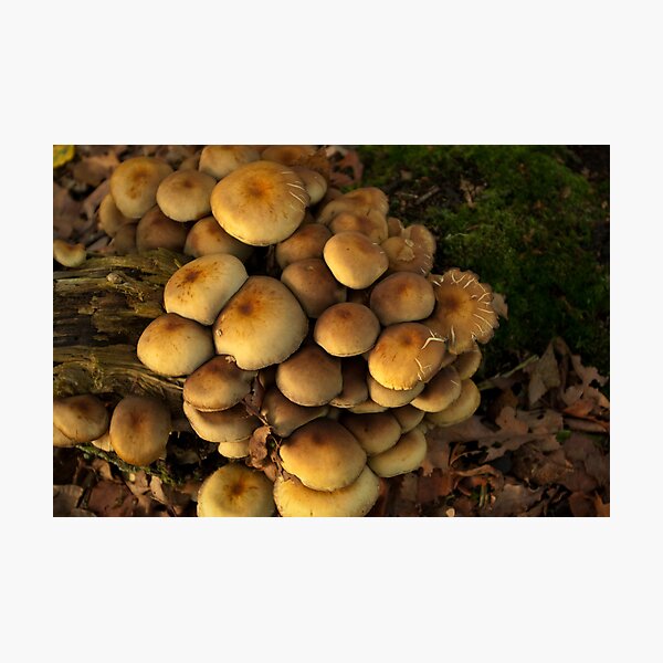 Photographic Print