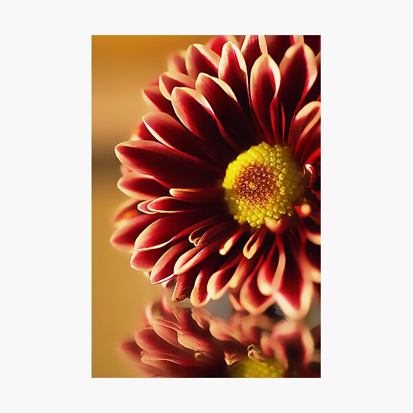 Simple Flower Photographic Print