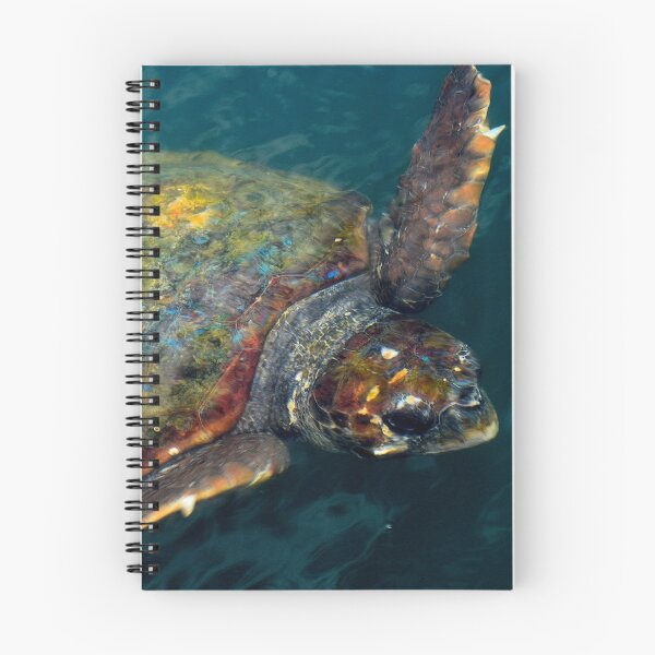 Item preview, A Female Turtle designed and sold by SteveHarris123.