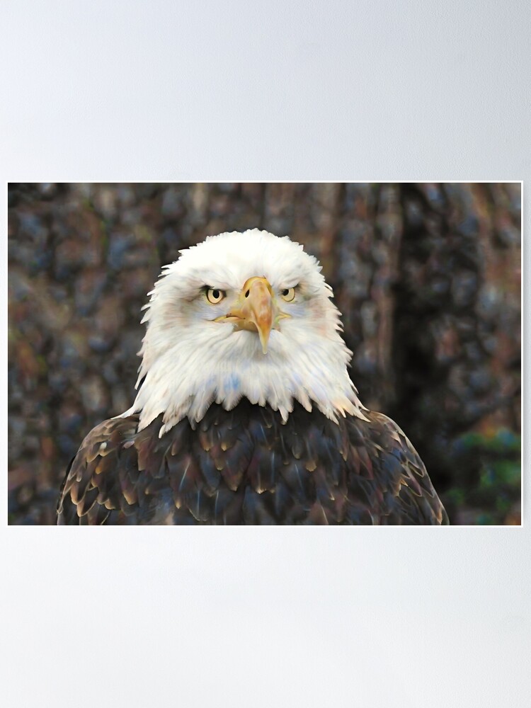 AMERICAN BALD EAGLE BIRD PRAY PORTRAIT CLOSEUP PHOTO ART PRINT POSTER BMP2163A 