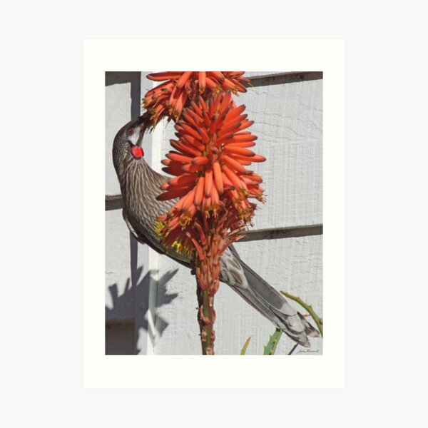 Red Wattlebird Art Print
