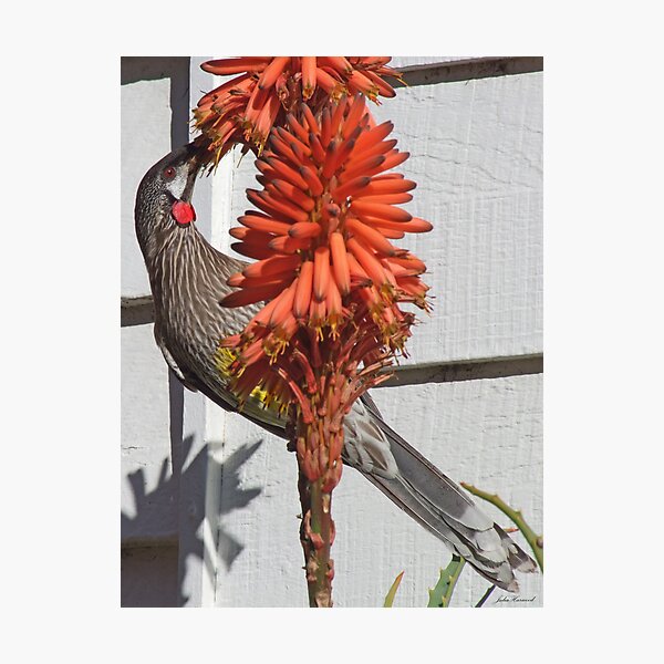 Red Wattlebird Photographic Print