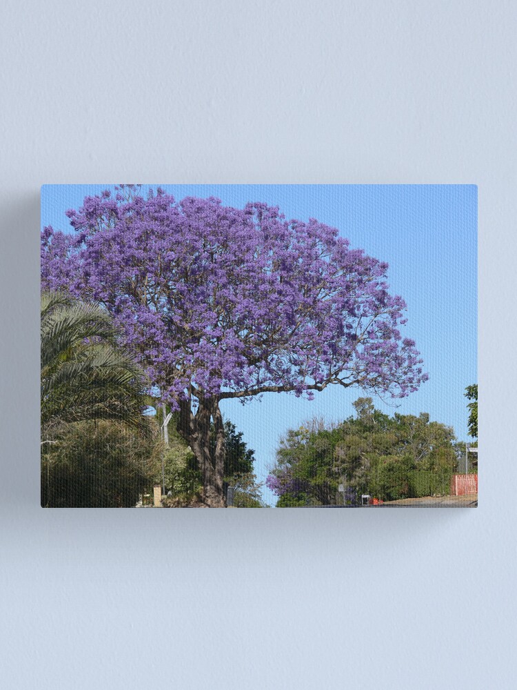 Jacaranda Tree Canvas Print By Photosbyg Redbubble