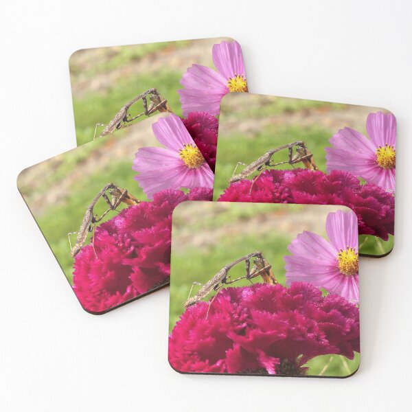 Item preview, Praying Mantis Dining on a Moth designed and sold by Frankie Cat Photography.