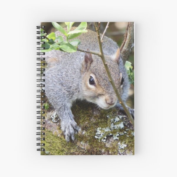 Item preview, Grey Squirrel designed and sold by CORNISHPHOTOS.