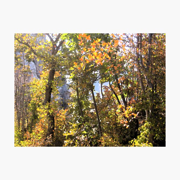 AUTUMN GAME IN THE WOODS Photographic Print