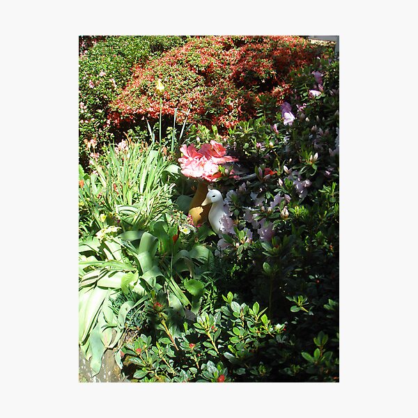 Introducing Leura Gardens~bd8 Photographic Print