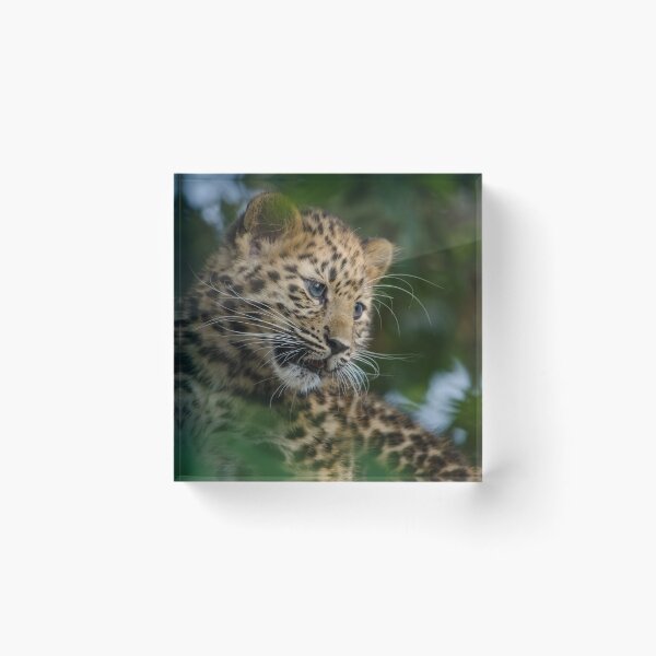 Item preview, Amur Leopard cub in tree designed and sold by photosbygemmad.